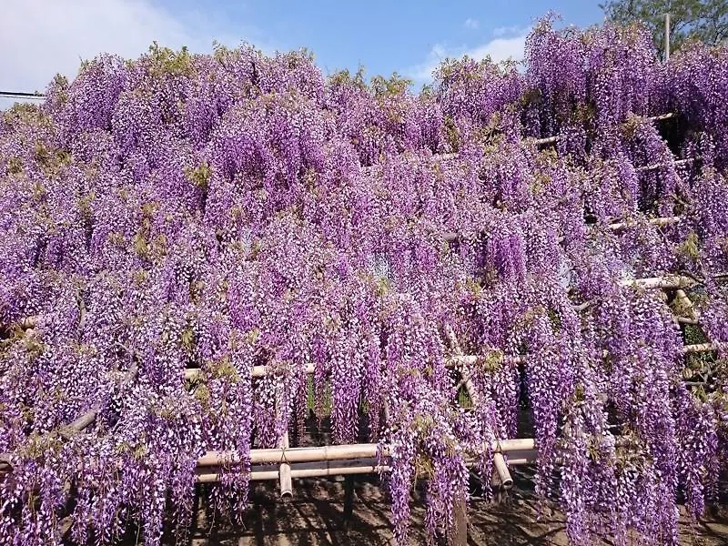 דירה קיוטו Kyounoyado Senkakubettei יפן